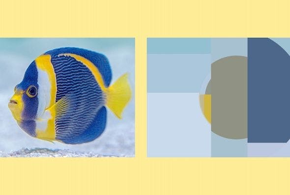 Credit: Rens Dimmendaal & David Clode, Better Images of AI Fish reversed. On the left is the photo of a blue, yellow and white tropical fish swimming just above a sandy surface. On the right is a stylized, block reduction of the fish to its main colors and shapes: circles and rectangles in single colors. The whole thing is set on a yellow background.
