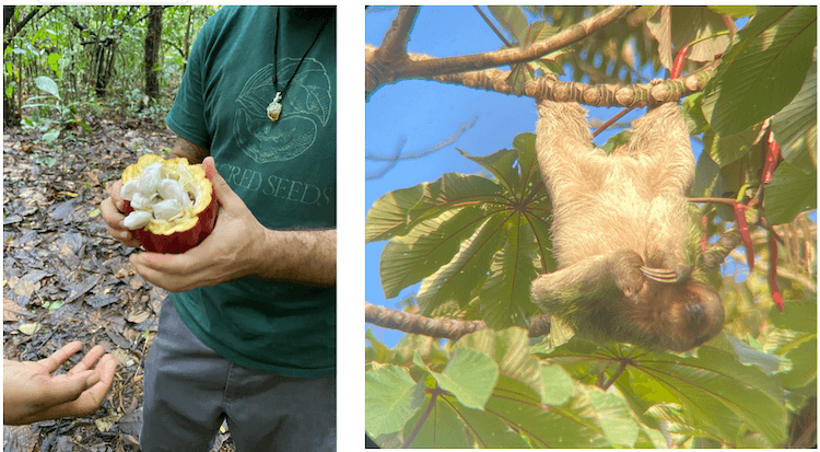 On the left, one of our instructors at Finca Luna Nueva stands in the rainforest, holding a cacao seed pod that’s been split in half. The instructor is wearing a green shirt with the words “Sacred Seeds” written on it. On the right, a three-toed sloth is hanging upside-down from its feet. The sloth has crooked its head to the side, as if it's looking at us with a puzzled look.